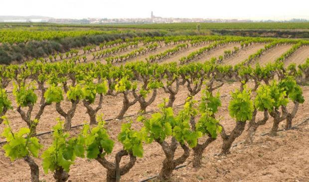 Casa Rural Ardetxal A 16Km De Logrono Y Laguardia Vinaspre Exteriör bild